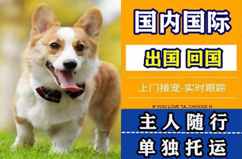 沙坪坝区宠物托运公司沙坪坝区宠物托运公司沙坪坝区宠物托运公司