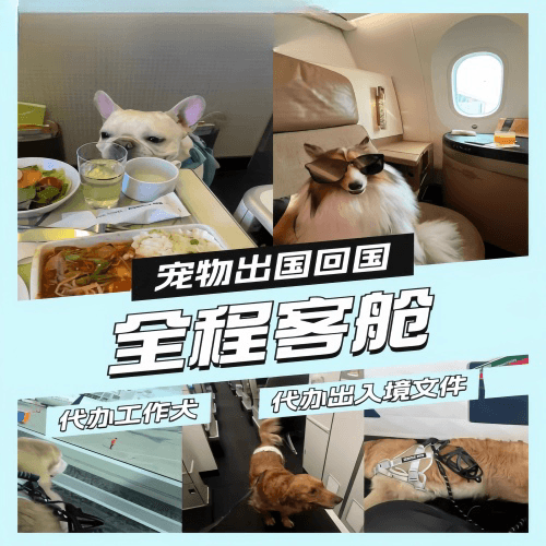 沙坪坝区宠物托运到白俄罗斯宠物入境规定和要求