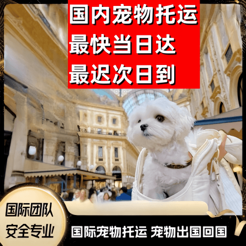 沙坪坝区到澳大利亚（澳洲）宠物入境规定和要求